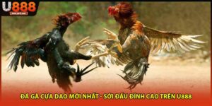 Đá gà cựa dao mới nhất
