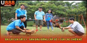 Đá gà cựa sắt C1