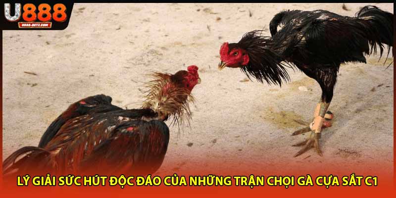 Lý giải sức hút độc đáo của những trận chọi gà cựa sắt C1