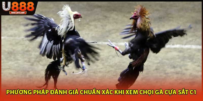 Phương pháp đánh giá chuẩn xác khi xem chọi gà cựa sắt C1