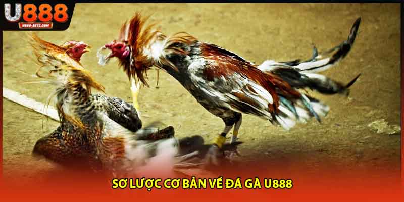 Sơ lược cơ bản về đá gà U888