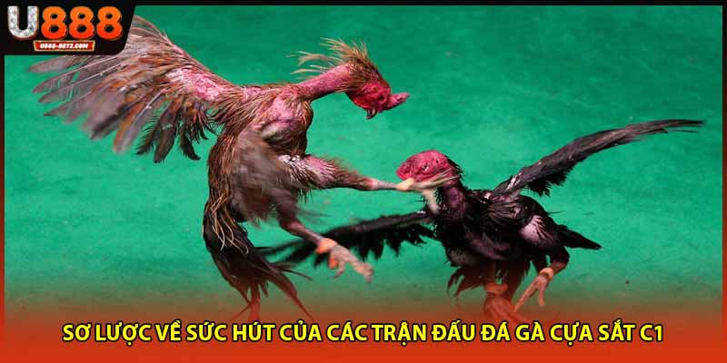 Sơ lược về sức hút của các trận đấu đá gà cựa sắt C1