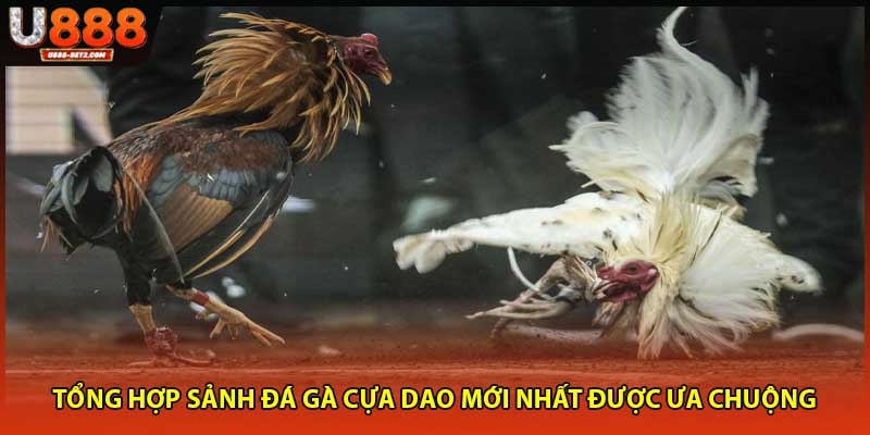 Tổng hợp sảnh đá gà cựa dao mới nhất được ưa chuộng 